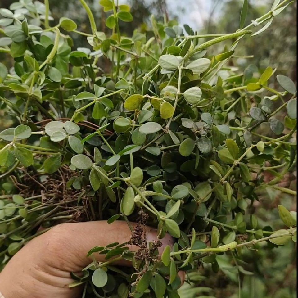 石蝉草野生深山《小大号石蝉草》中药材正品保证