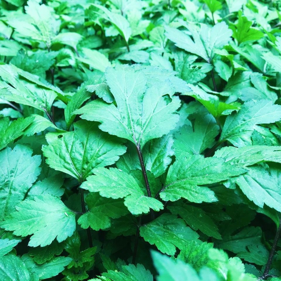 500克新鲜现摘珍珠菜野生白花蒿红根草甜菜红艾鸭脚艾株苗8棵包邮