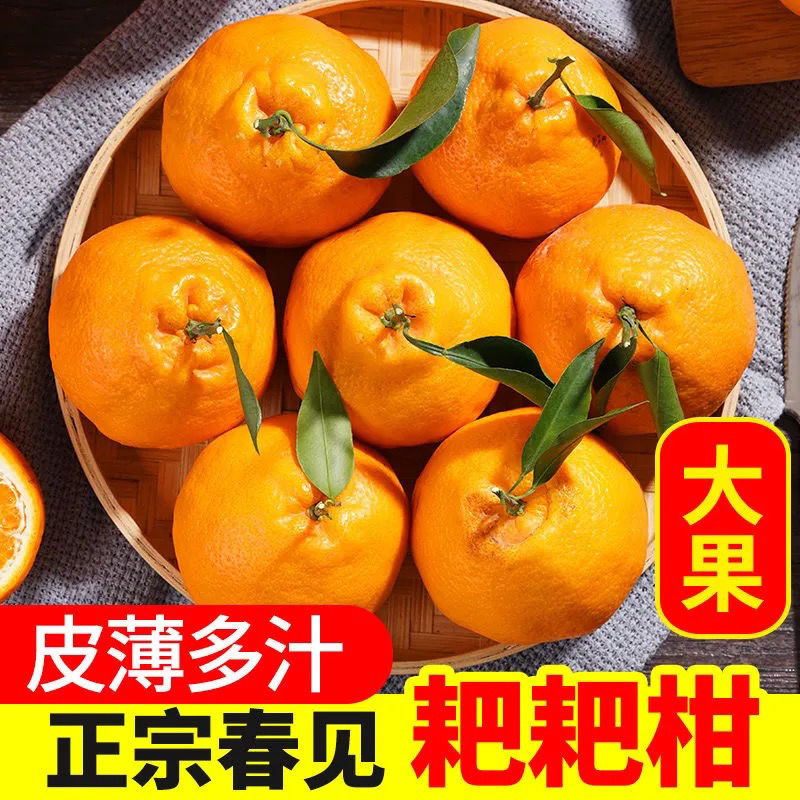 春见和丑橘的哪个好吃(春见丑桔口感)