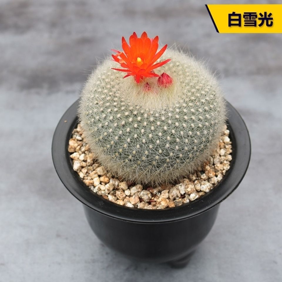 黑金刚白雪光眩美玉多棱玉绯花玉金虎千波万波金虎开花仙人球盆栽