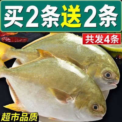 高品质】特大号金鲳鱼海捕野生白鲳鱼平鱼鲜活冷冻金昌鱼银鲳鱼_虎窝拼