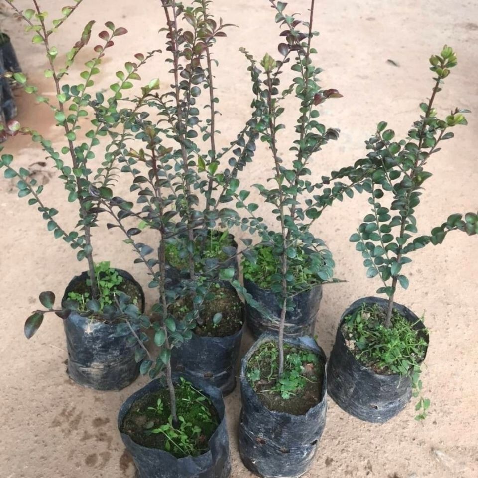 正宗小叶紫檀树苗名贵台湾小叶紫檀盆栽观赏植物造型紫檀带土发货 虎窝拼