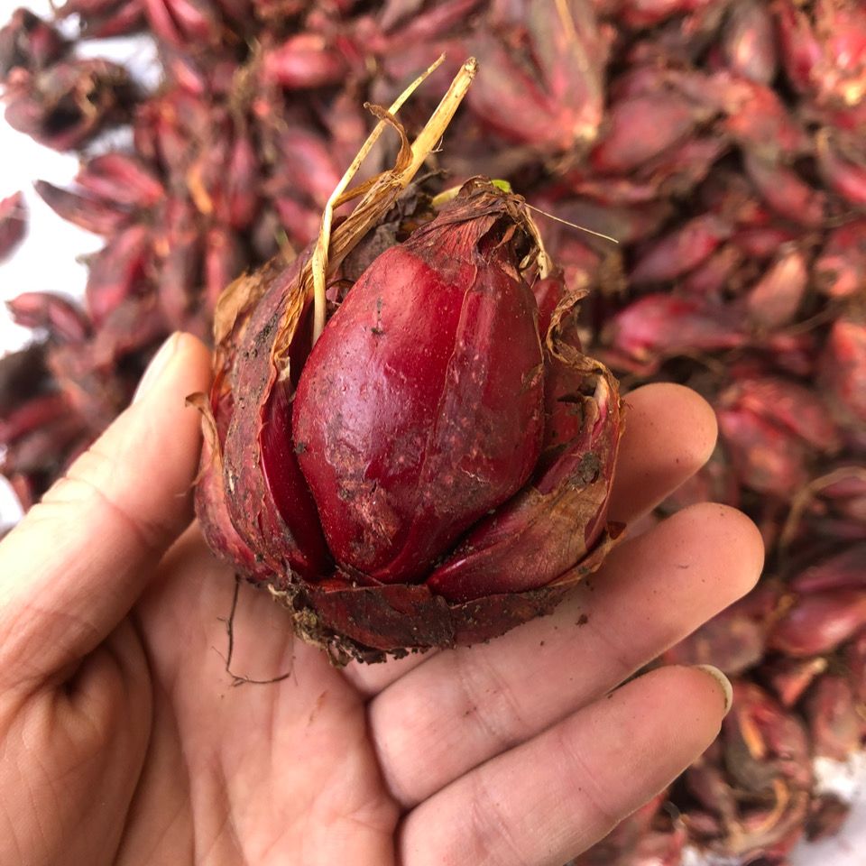 广西野生红葱 红葱头 补血红葱 药用红葱