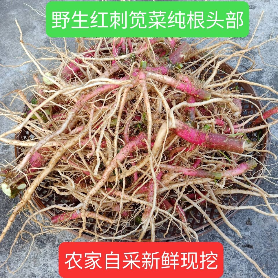 野生红笕菜纯根假马齿笕红梗刺红笕菜根头刺笕见下单现挖新鲜批发