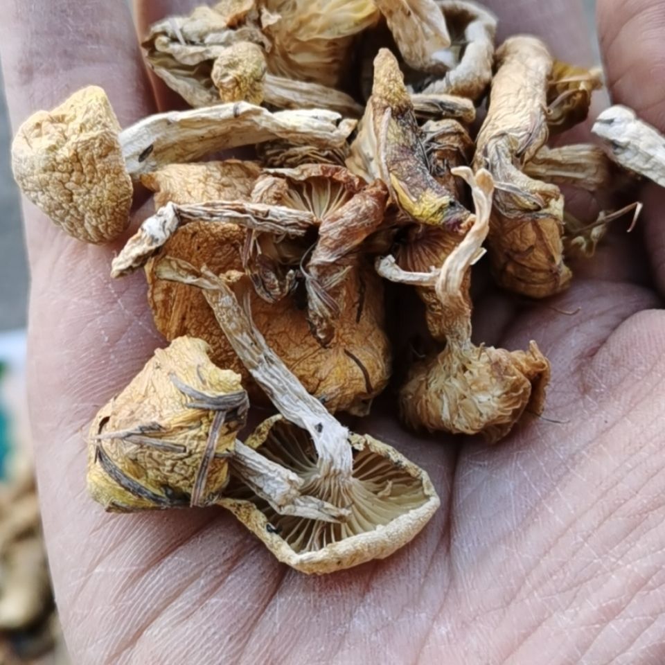 东北特产野生小黄蘑菇新货纯绿色无任何添加炒肉炖鸡汤香味美