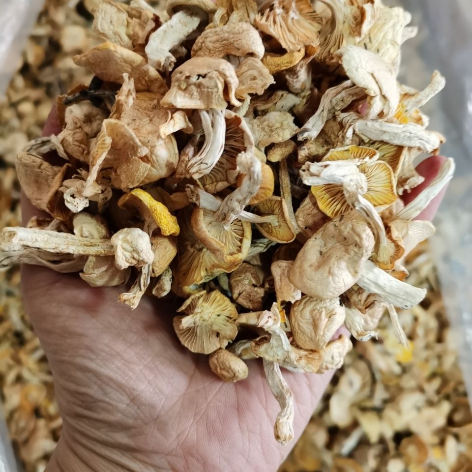 东北特产野生小黄蘑菇新货纯绿色无任何添加炒肉炖鸡汤香味美