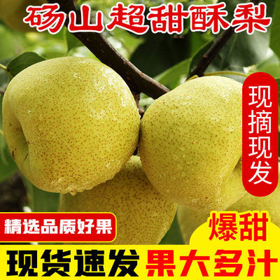 现摘香甜酥脆砀山酥梨10/8/3斤新鲜水果黄梨黄皮梨子孕妇老少可食