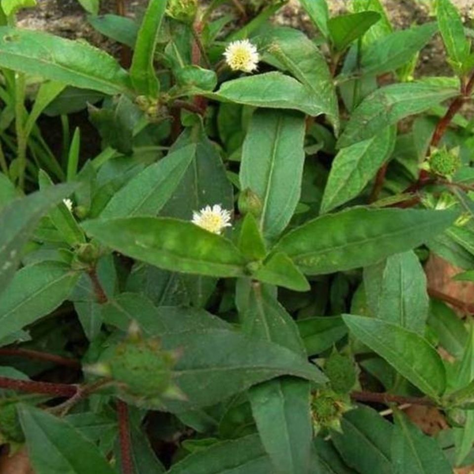 野生墨旱莲  新鲜现采  白花磨其草 甏蜞草  墨草棕草 500g包邮