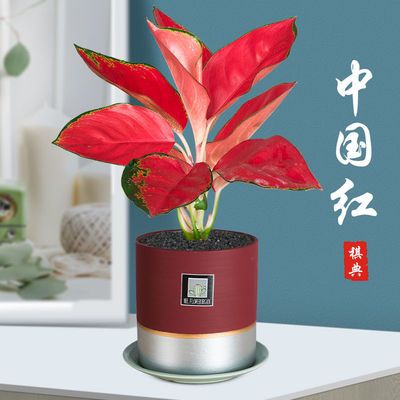 吉利中国红盆栽如意皇后万年红室内花卉万年青水培好养办公室植物