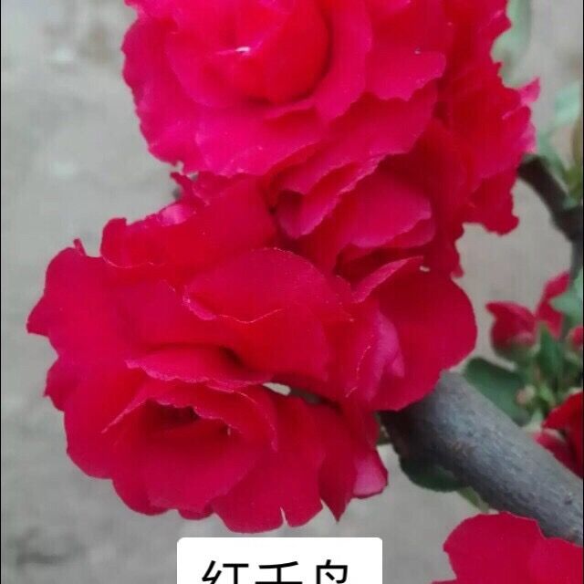 沂州海棠花卉(红千鸟)