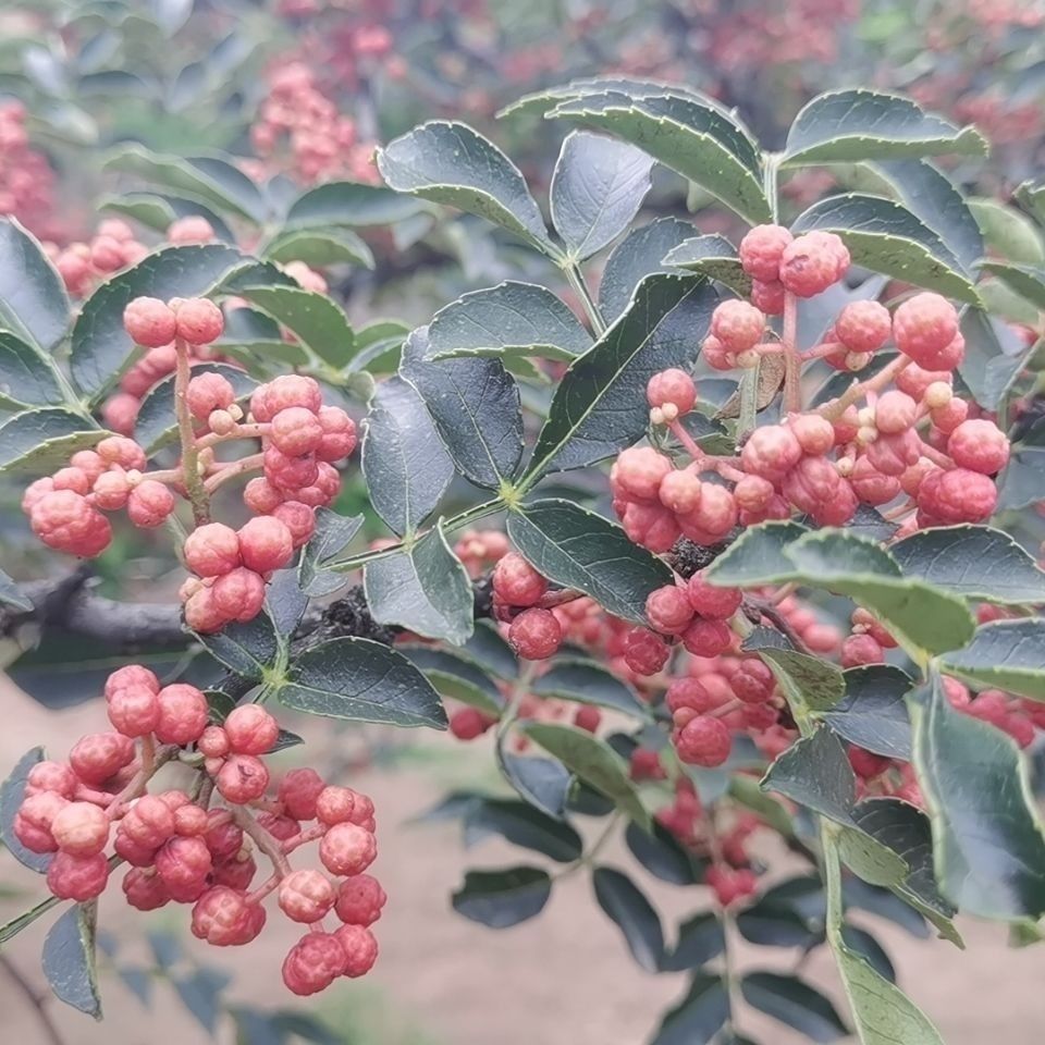 正宗陕西韩城大红袍红花椒.毛花椒,无添加,纯天然