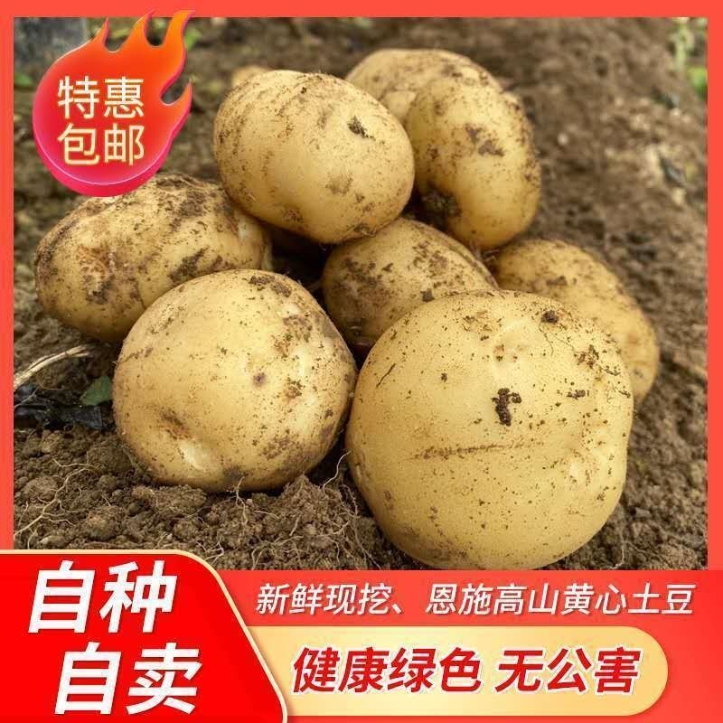 【超低价】2021新土豆恩施富硒黄心小土豆洋芋蔬菜3斤5斤马铃薯