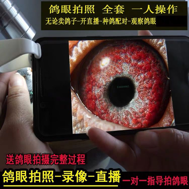 放大镜带led灯金属专用看鸽眼高清照纺织珠宝印刷鸽子显示镜