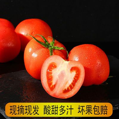 浙江现摘沙瓤新鲜西红柿普罗旺斯自然熟生吃番茄孕妇儿童果蔬批发