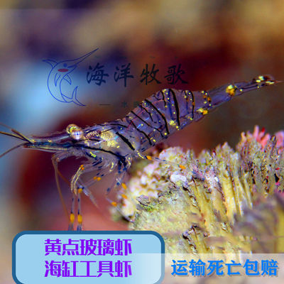 海水虾野生鲜活玻璃虾太平洋长臂虾除藻工具虾海水鱼缸观赏虾清洁