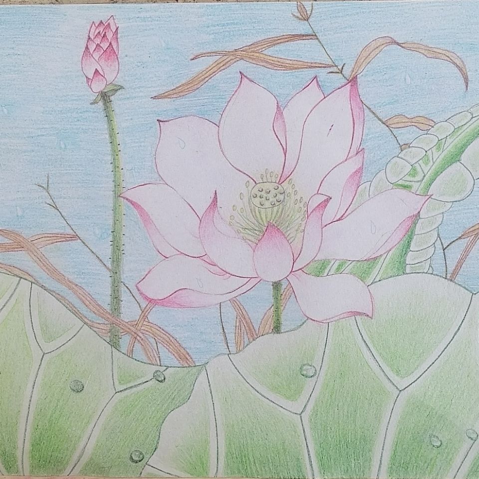 彩铅画荷花,8开