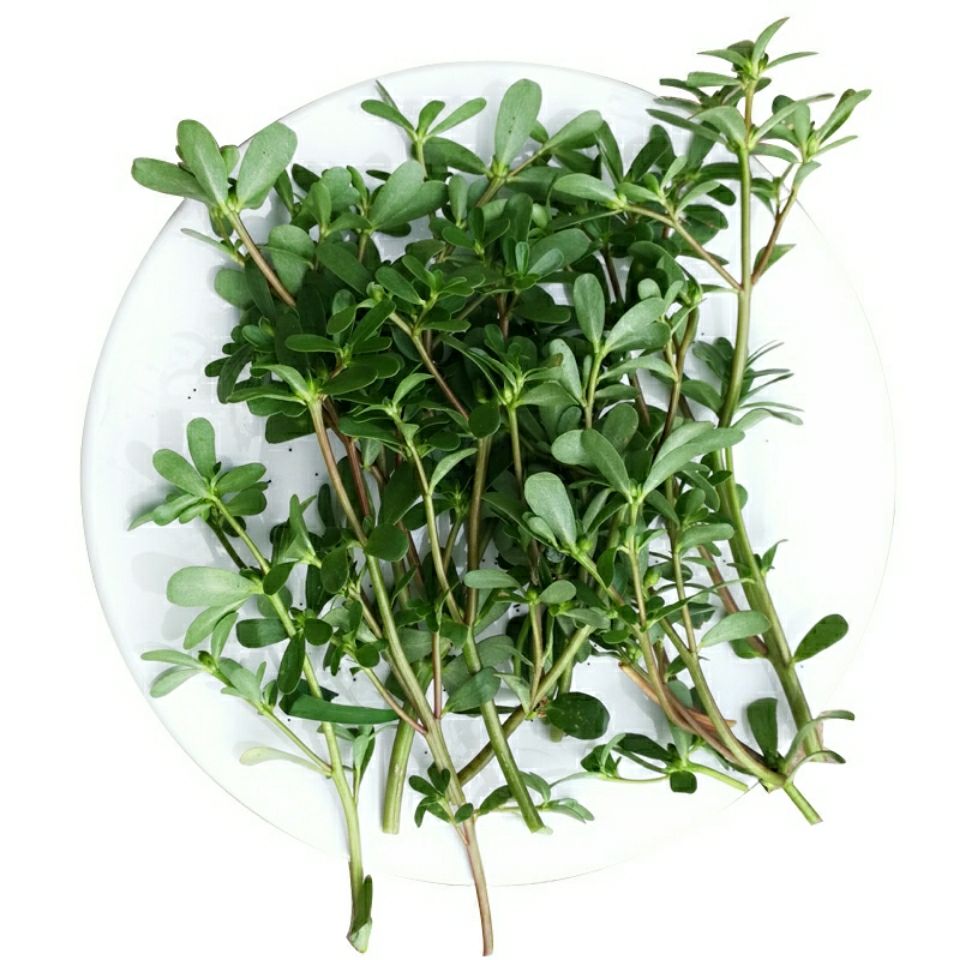 野生现采 马齿笕 马齿菜,蚂蚱菜,长寿菜,五行草 500克