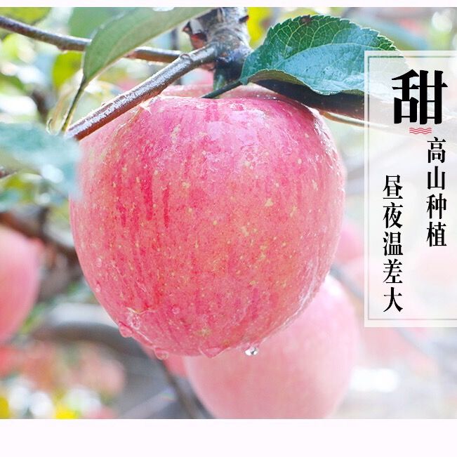 徐州丰县大沙河苹果红富士苹果新鲜水果苹果包邮脆甜可口