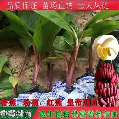 香蕉树苗矮化香蕉苗粉蕉苗红香蕉树苗苹果蕉四季带土包邮当年结果