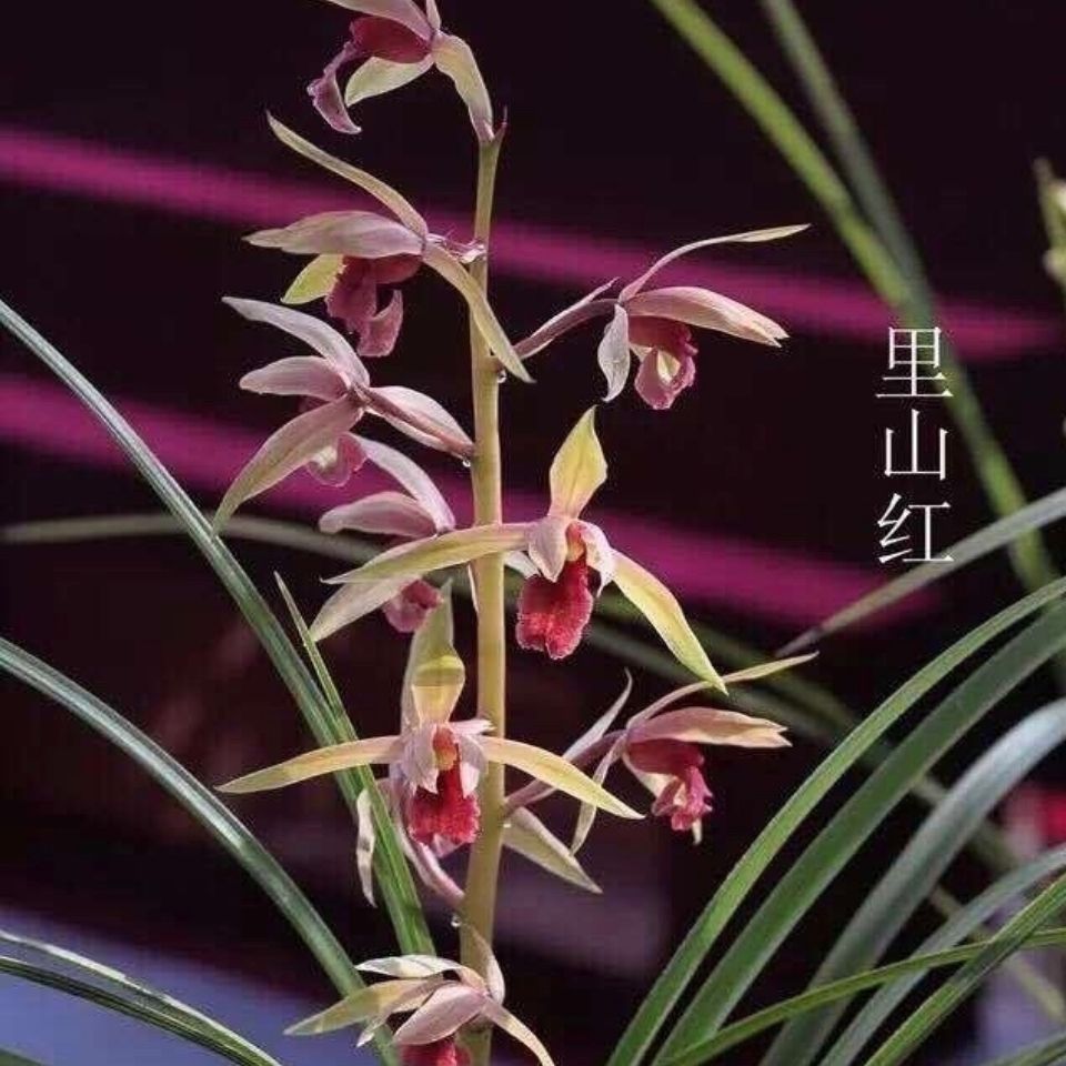 蕙兰老品种 铭品浓香特金奖兰花 里山红 国魂  醉霞素 包邮绿植