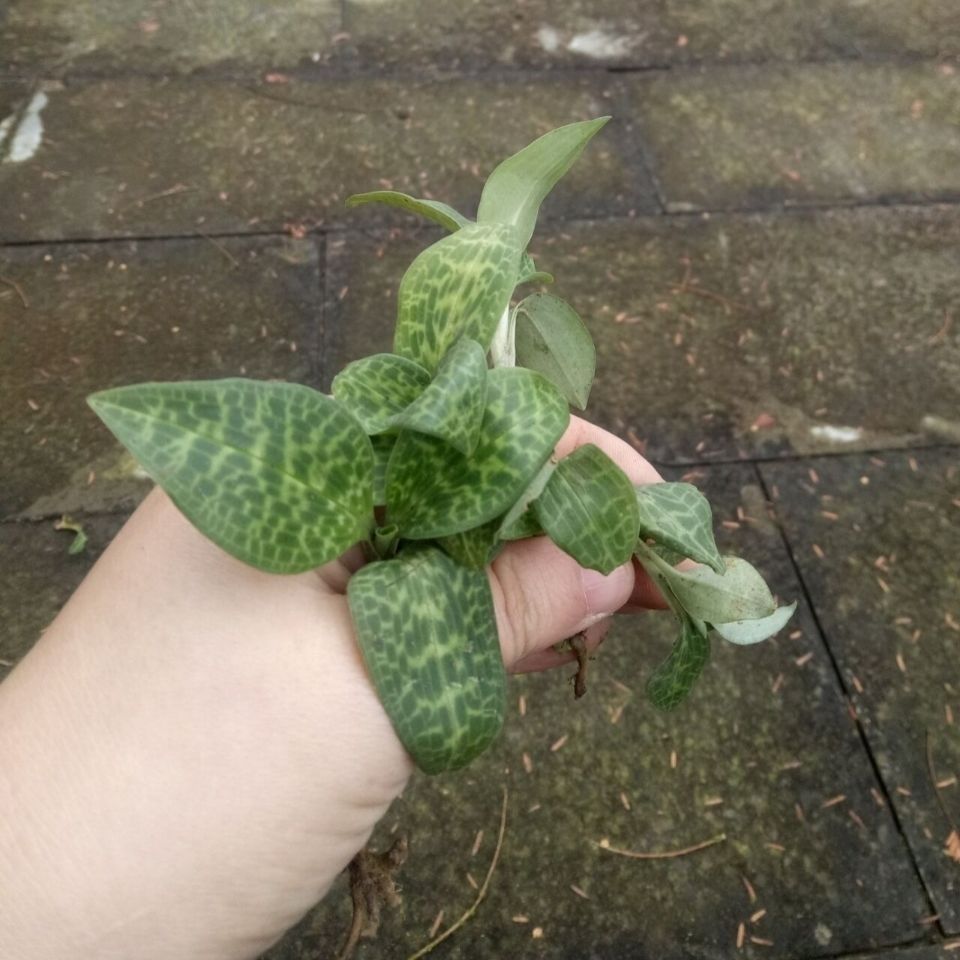 新鲜天然青草斑叶兰 小叶青 银线莲 小青整株全草带根500g包邮