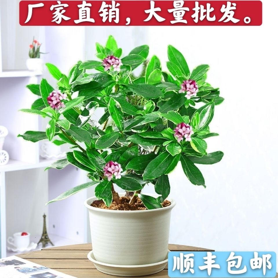 金边瑞香盆栽浓香型耐寒花卉室内观花植物金边瑞香花香满屋浓郁