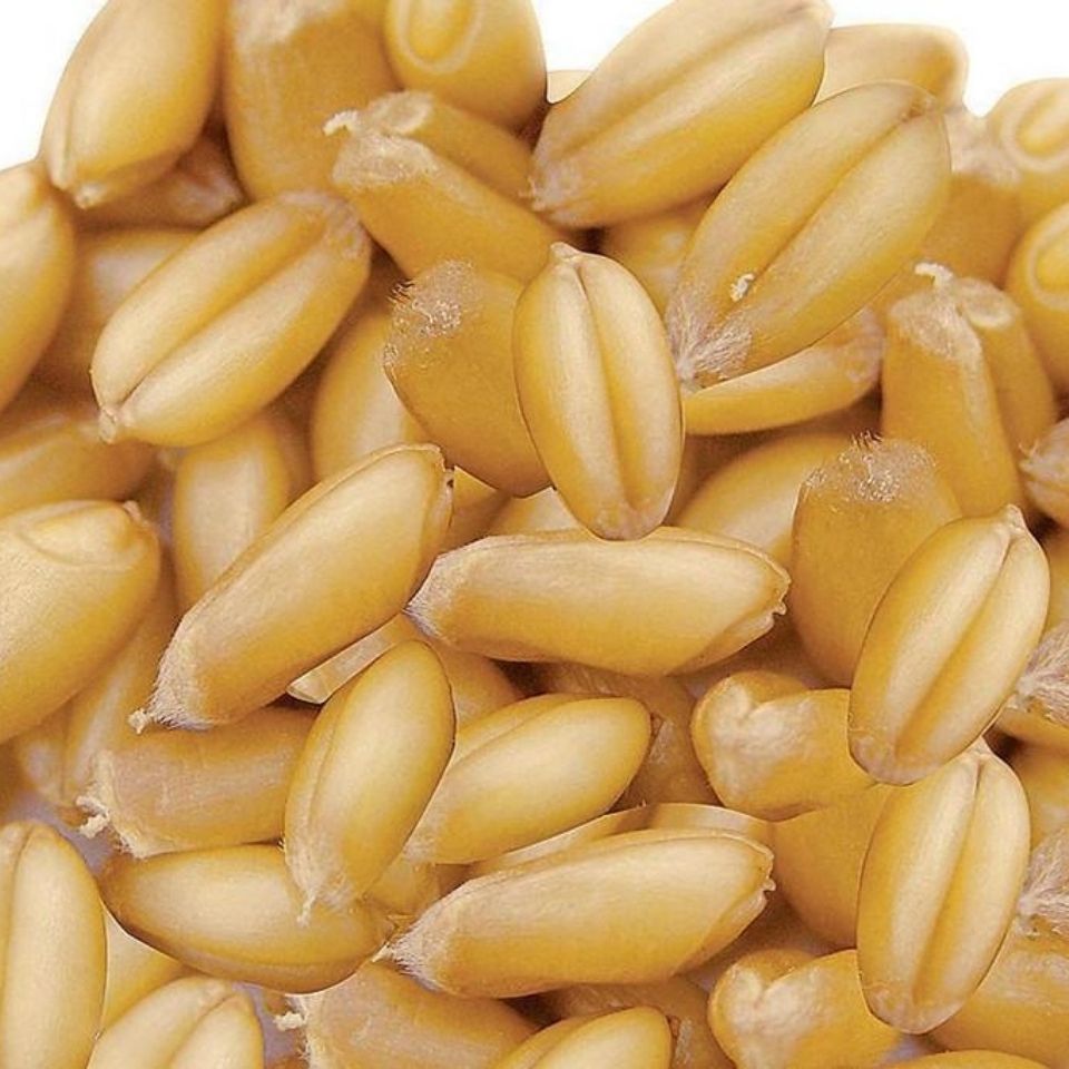 喂鸽子,鸟,鸡等【500g】一斤装2020夏季小麦籽粒饱满