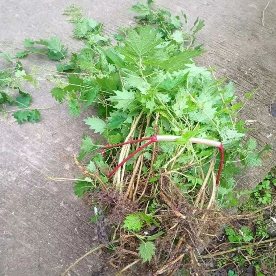 新鲜白活麻白荨麻藿麻蜇人草咬人草蝎zi草火麻草荀麻防盗全草500g