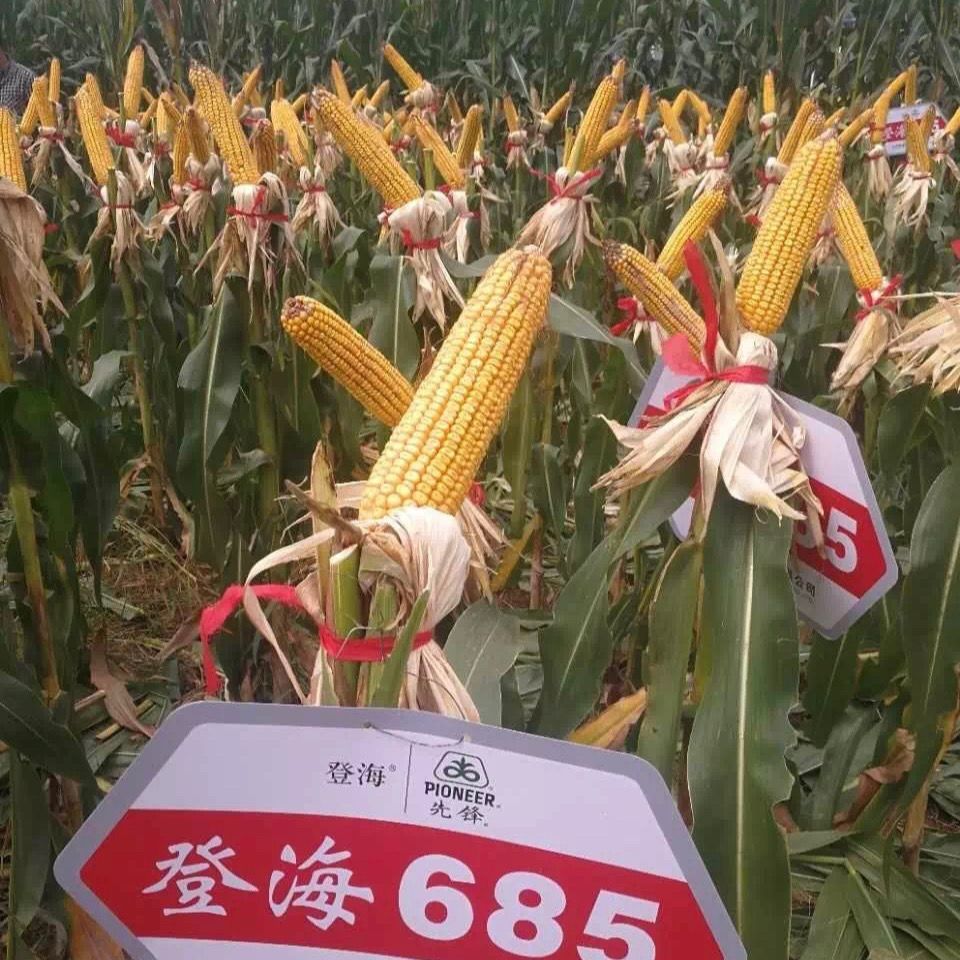 登海685玉米种子杂交高产抗病红轴大棒国审玉米种籽包谷苞米种籽