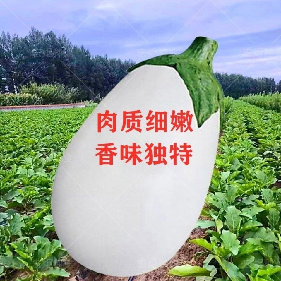 早熟白茄子种子白圆茄种籽高产白长茄种子南北方特大春秋四季蔬菜 虎窝拼