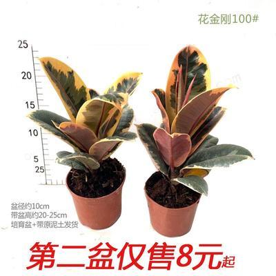 花金刚橡皮树盆栽网红树室内观叶办公桌面书房花卉彩叶耐高温植物 虎窝拼