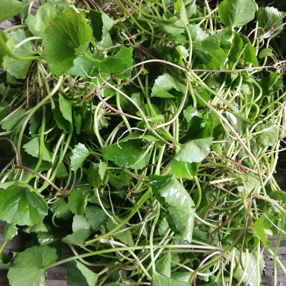 积雪草新鲜现摘马蹄菜雷公根崩大碗灯盏菜野菜食用煲汤 只发广东