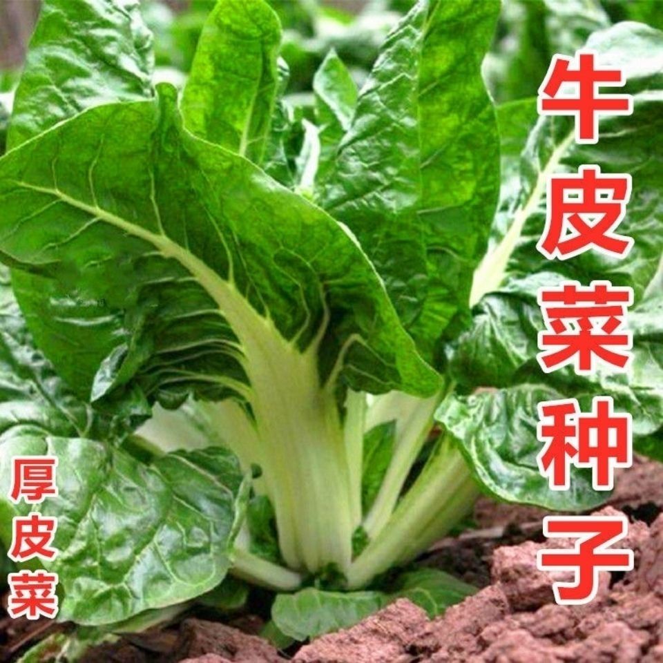 根达菜种子四川牛皮菜种籽重庆厚皮菜野菜叶甜菜蔬菜种子四季播种