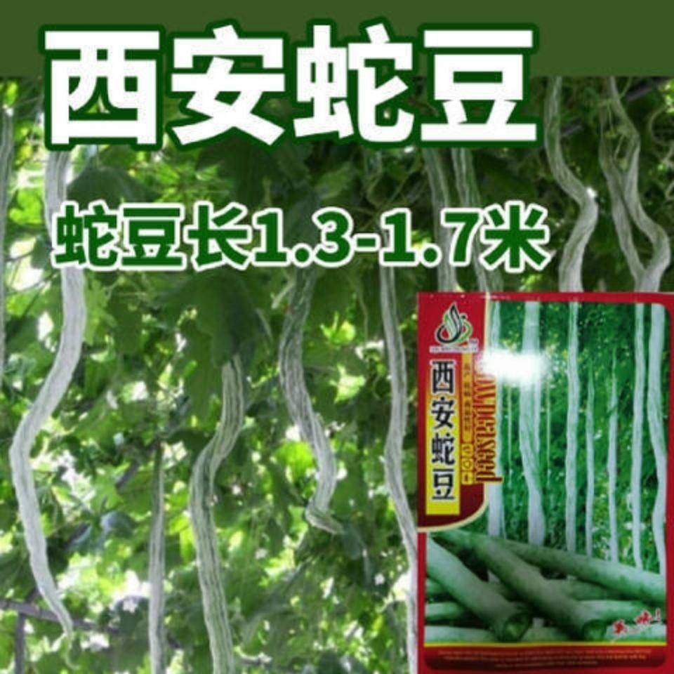 蛇豆种子蛇瓜种子蛇形长豆角盆栽观赏食用蛇豆角种子四季播菜种子