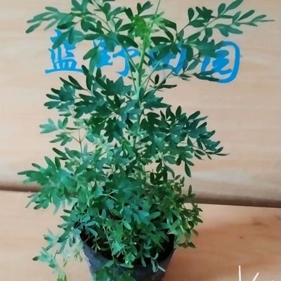 包邮芸香草苗臭草盆栽可食用香草植物绿豆糖水