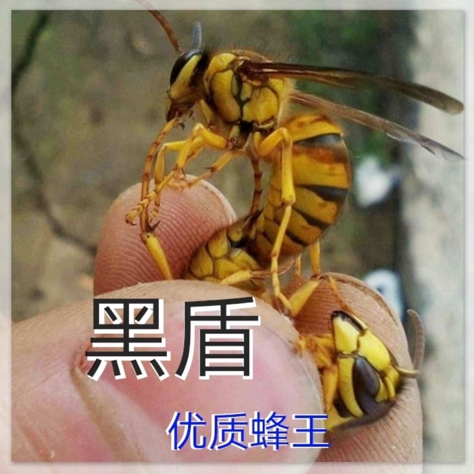 红娘胡蜂王黄脚王黑盾蜂王赤道蜂王【3月9日发完】