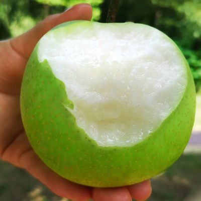41418/砀山梨皇冠梨酥梨5/10斤水果新鲜现摘现发当季水果梨子水果批发【7月16日发完】