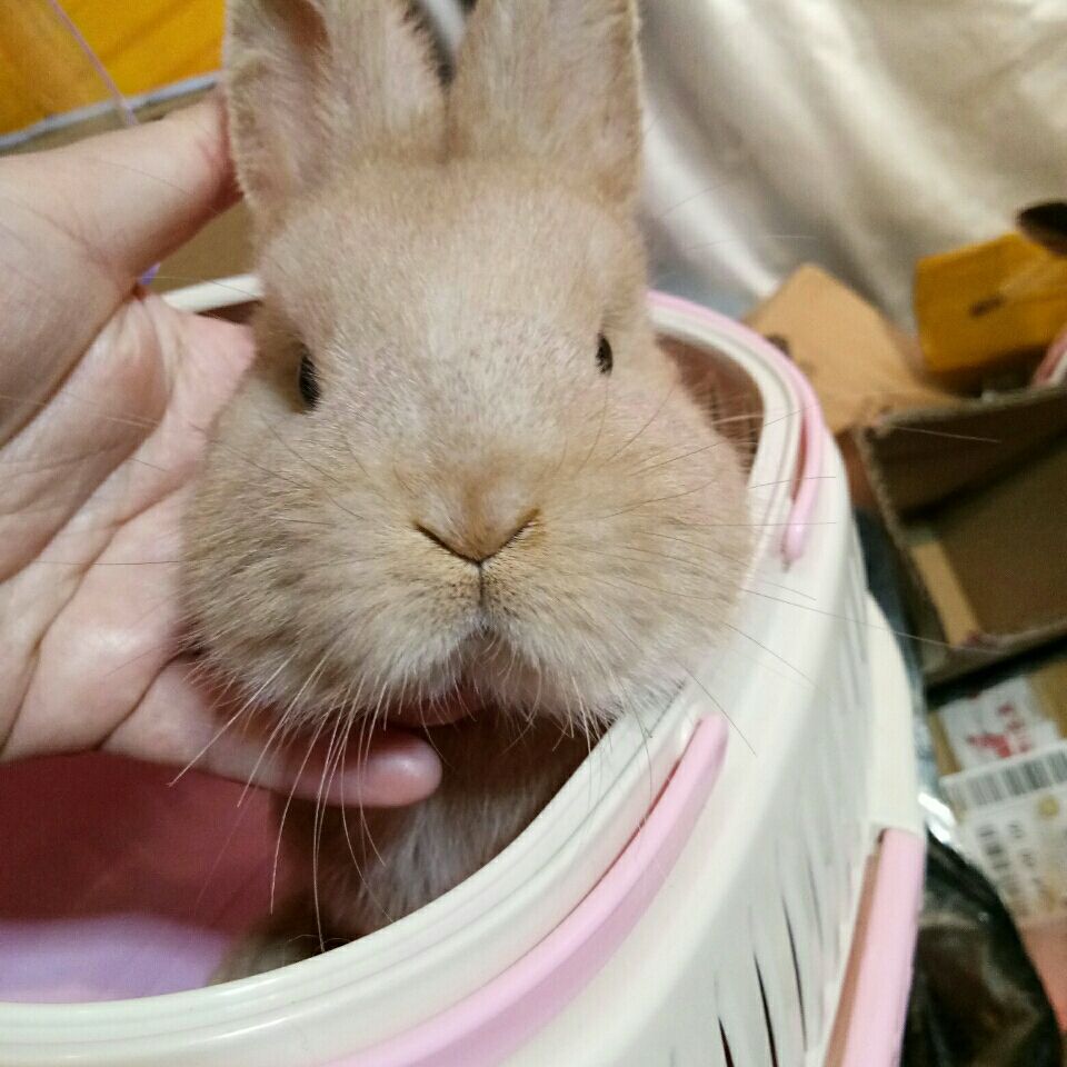 荷兰侏儒兔纯种赛级后代双血垂耳兔长不大兔子活体进口二代兔舍