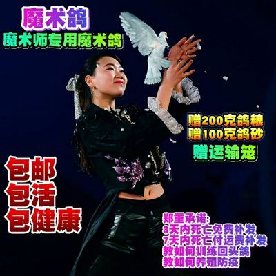 魔术鸽子活体鸽子美国魔术鸽宠物鸟观赏鸟手养鸟繁殖鸟包活包邮