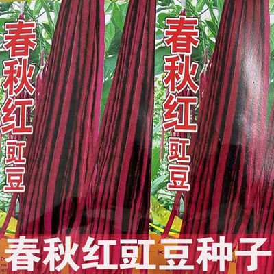 高产耐热耐寒春秋红长豇豆种子十月红豆角缸豆春季蔬菜种孑四季豆