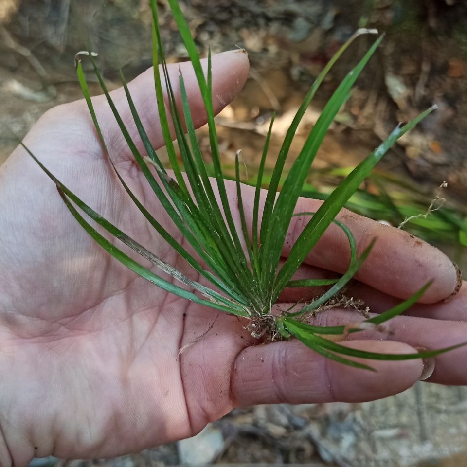 野生石菖蒲迷你植物盆栽庭院造景假山水配景水陆缸宠物缸龟缸种植