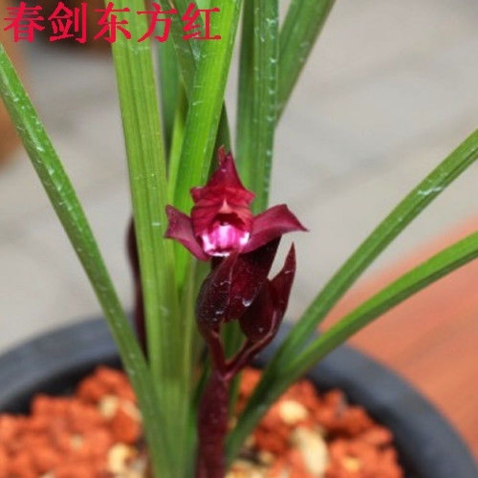浓香精品春剑系列东方红胭脂红荷春剑红尊兰花室内绿植盆栽花卉