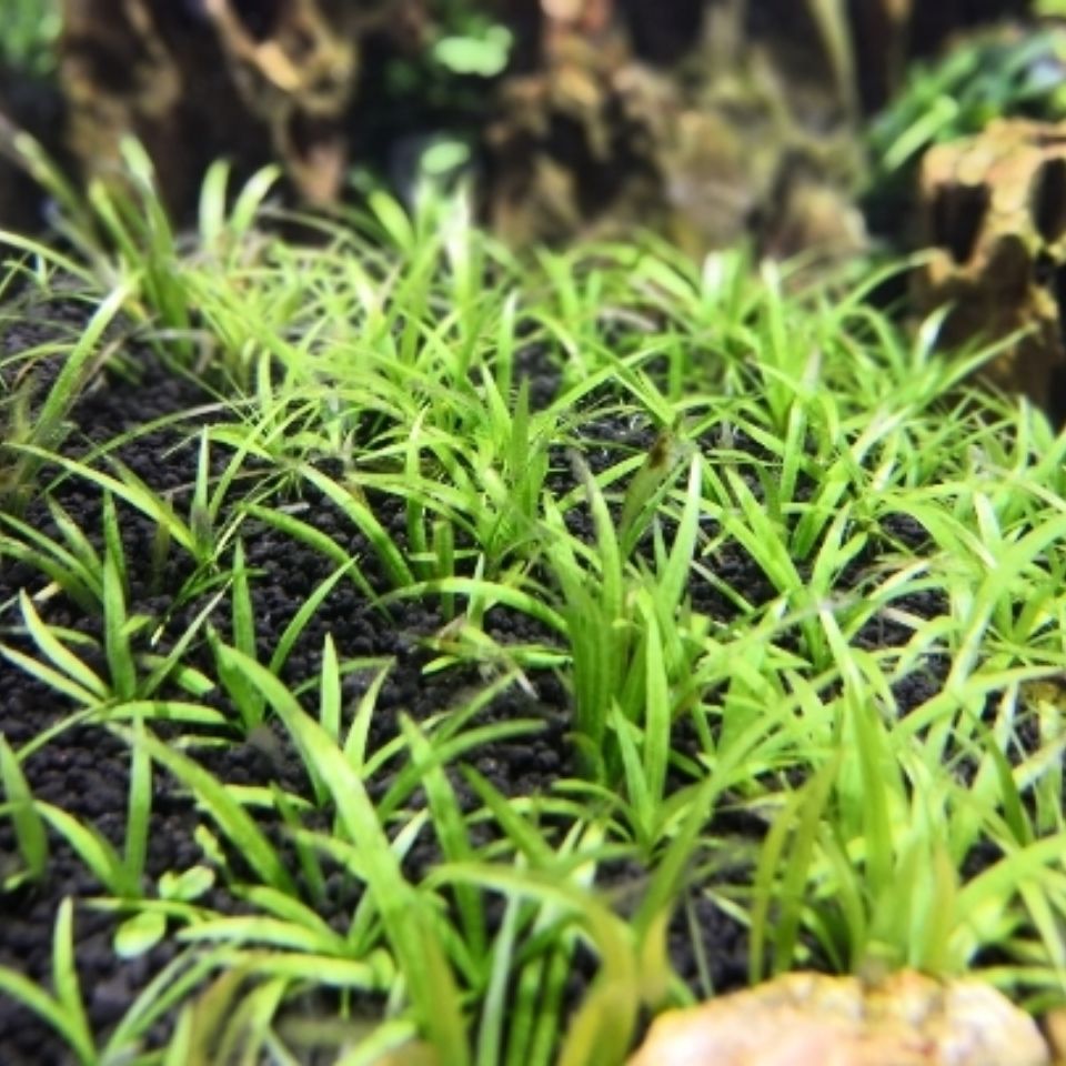 鱼缸造景水草活体淡水新手易活前景迷你水兰小水兰龙舌兰小皇冠 虎窝拼