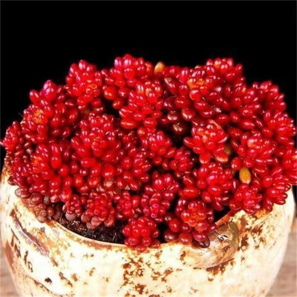 红色浆果锦爆盆多肉植物盆栽新手好养大颗老桩群生肉肉植物组合