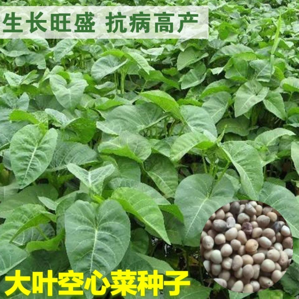 空心菜种籽大叶柳叶空心菜蕹菜种子通菜籽耐热四季阳台蔬菜种子 虎窝拼