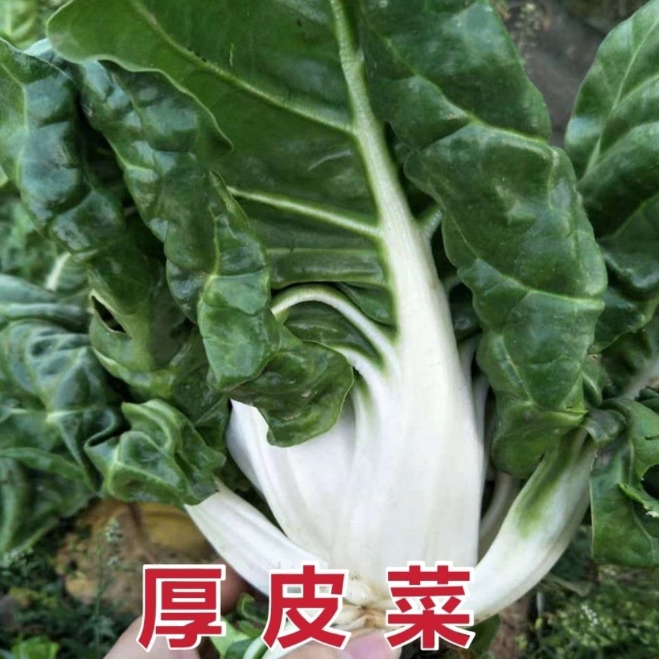 厚皮菜牛皮菜瓢儿菜新鲜蔬菜根达菜君达菜自家种现摘现发包邮