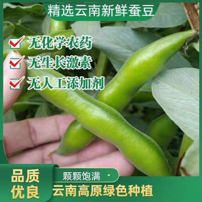 【现摘】嫩蚕豆胡豆蚕豆菜蔬菜类鲜豆角毛豆带壳素菜批发新鲜农家