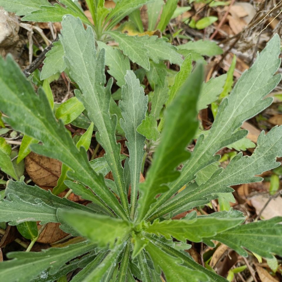 新鲜现采小蓬草 小飞蓬 白酒菊  飞蓬 小苏门 兔子臂 包邮【3月18日发