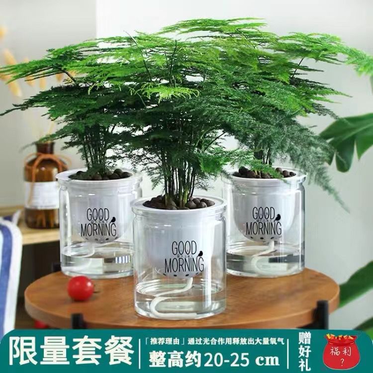 文竹盆栽绿植室内土水培植物云竹盆景带盆花卉客厅四季常青文竹苗