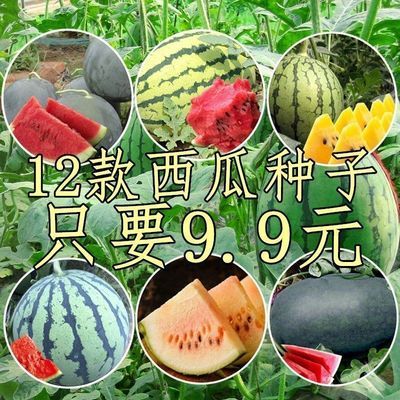 巨型懒汉西瓜种子超甜麒麟瓜超特大四季高产庭院大田蔬菜水果种籽